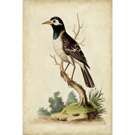 Solitary Perch II by George Edwards - Wrapped Canvas Graphic Art