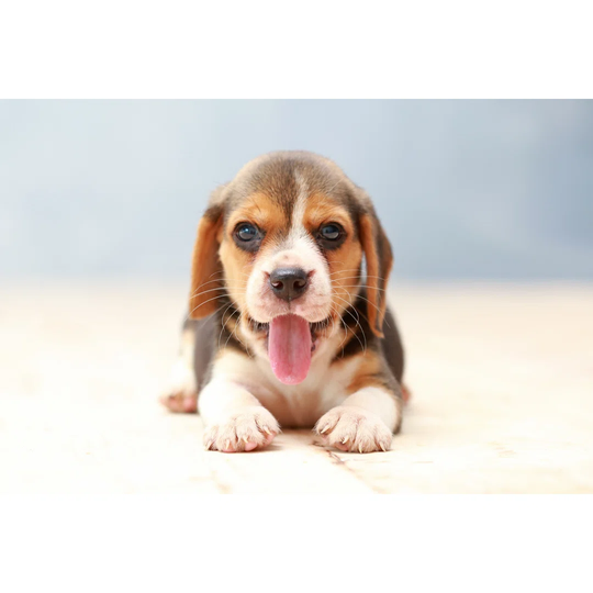 Beagle Puppy Dog