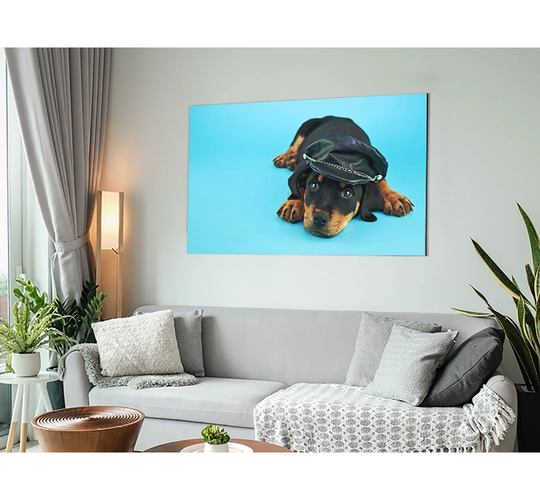 Rottweiler Puppy Dog Hat Metal Print