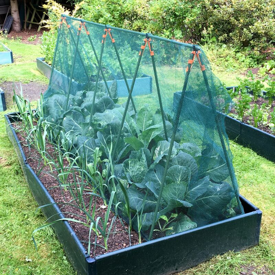 Super Cloche Brassica Cage with Butterfly Netting - 2.4m x 0.75m x 1m high