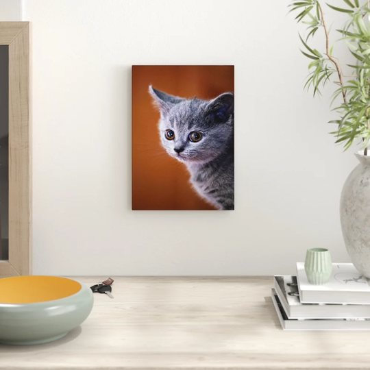 British Shorthair Kitten Cat Photographic Print