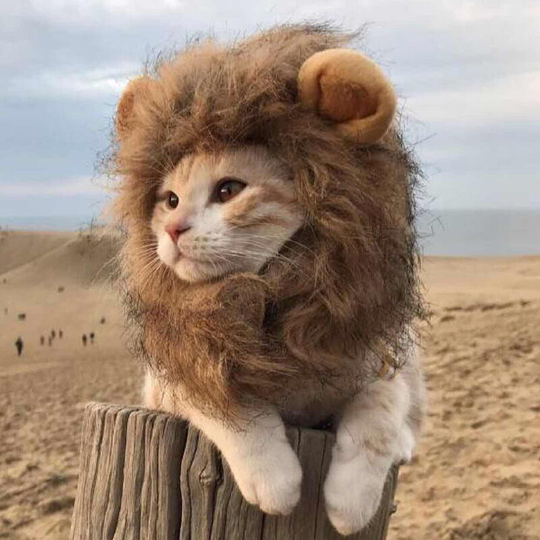 Lion's Mane Cat Costume, Cat Costume Hat Soft Furry Pet Wig Cute Ears Pet Costume Accessories Dress Up Halloween Party Size l