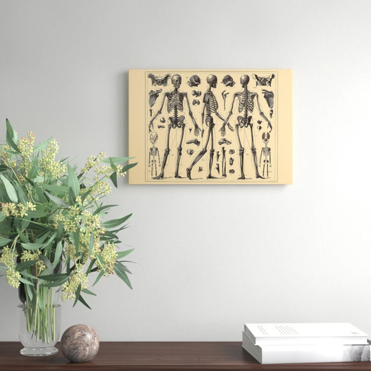 Encyclopedia Human Biology Skeleton Bones Graphic Art on Canvas