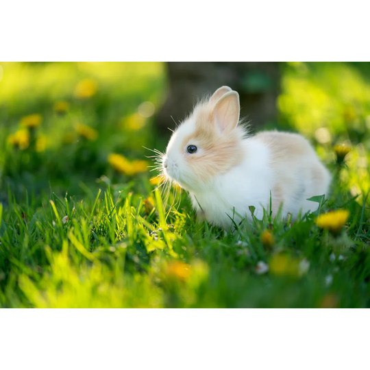 Spotted Rabbit in Sunlight at the Green Grass on the Garden - Wrapped Canvas Photograph