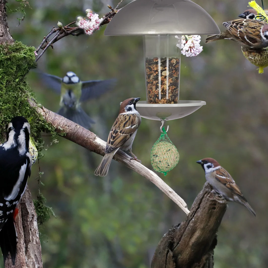 Lanoue Bird Feeder