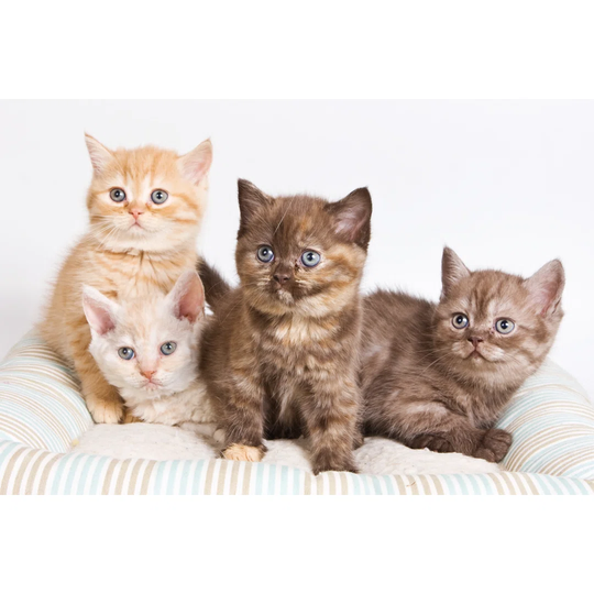 Kitten