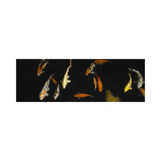 Close-up of a School of Fish in an Aquarium, Japanese Koi Fish, Capitol Aquarium - Wrapped Canvas Panoramic Photograph