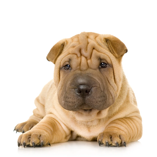 Puppy Sharpei