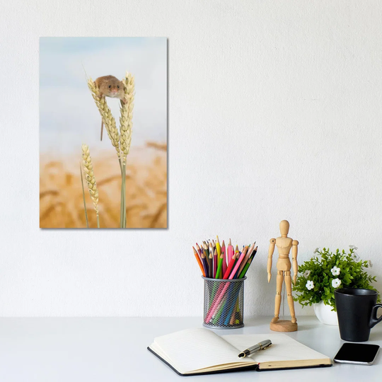 Ohhh Hello Harvest Mouse by Dean Mason - Photograph Print on Canvas