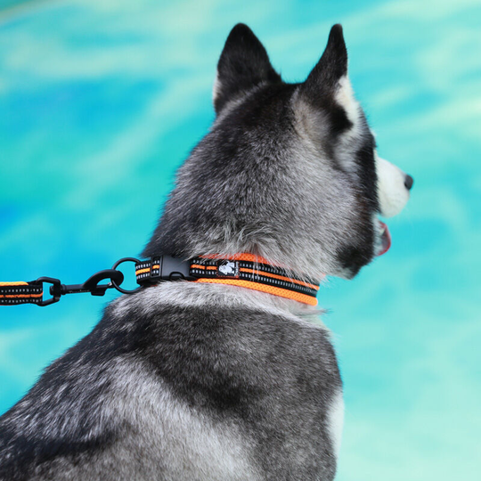 Dog Collar, Dog Collar, Small Dog Collar, Dog Collar, 2XS Medium Plush Anti-Leash Pet Products [28-30cm] - Recommend 2-5kg (without leash)