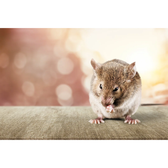 Mouse - Wrapped Canvas Photograph