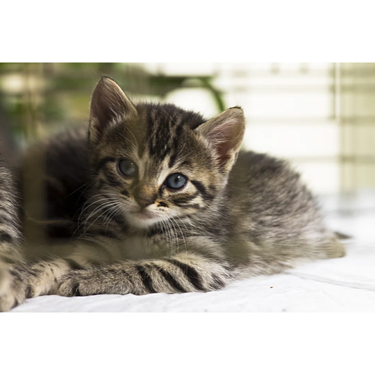 Kitten by Salinde - Wrapped Canvas Photograph