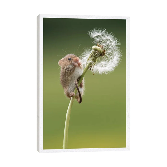 Harvest Mouse on Dandelion Clock by Dean Mason - Photograph Print on Canvas