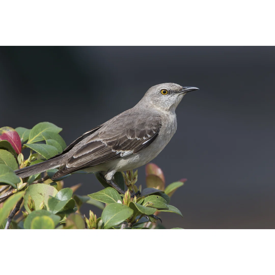 Northern Mockingbird Perched in a Shrub - Florida - Wrapped Canvas Photograph