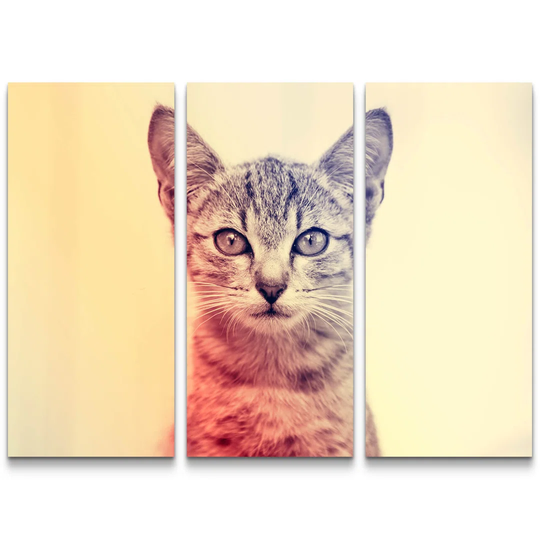 Kitten 3 Piece Print Set on Canvas