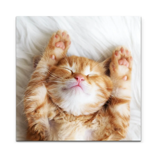 Sleeping Red Kitten Photographic Print on Canvas