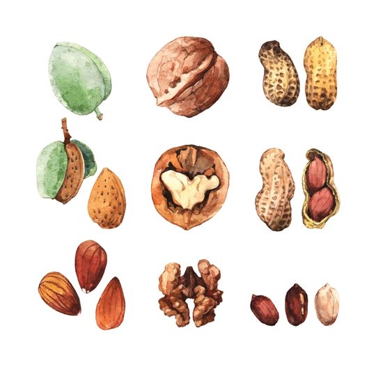 Culinary Nuts - Wrapped Canvas Painting