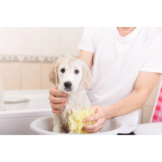 Golden Retriever Puppy In Shower