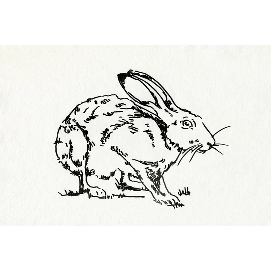 Resting Hare II by Emma Caroline - Wrapped Canvas Drawing