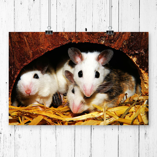 'Mouse Hole' Photographic Print