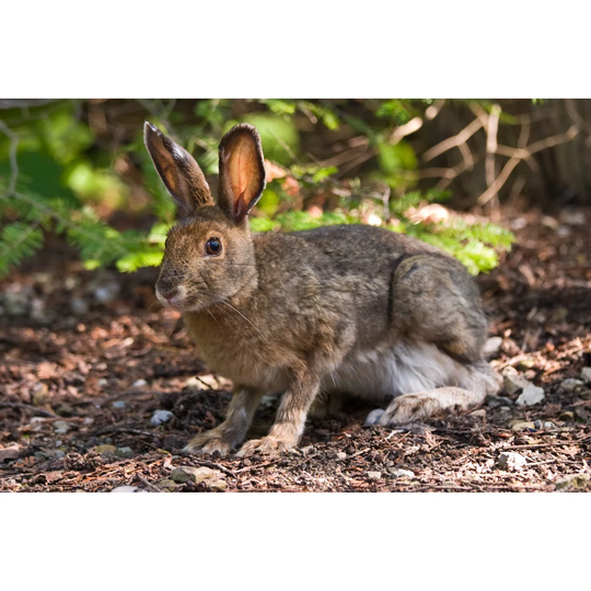 Snowshoe Hare on the Forest Floor by Janeff - Wrapped Canvas Photograph