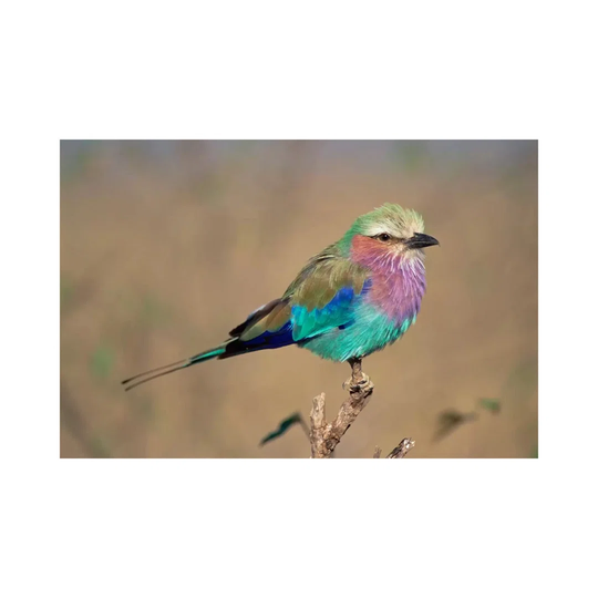 Lilac-Breasted Roller Perching, Masai Mara Game Reserve, Kenya by Gerry Ellis - Wrapped Canvas Painting