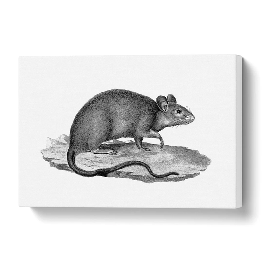 'Rat Illustration' Painting Print on Canvas