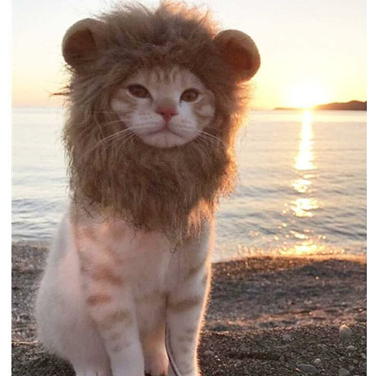 Lion's Mane Cat Costume, Cat Costume Hat Soft Furry Pet Wig Cute Ears Pet Costume Accessories Dress Up Halloween Party Size m