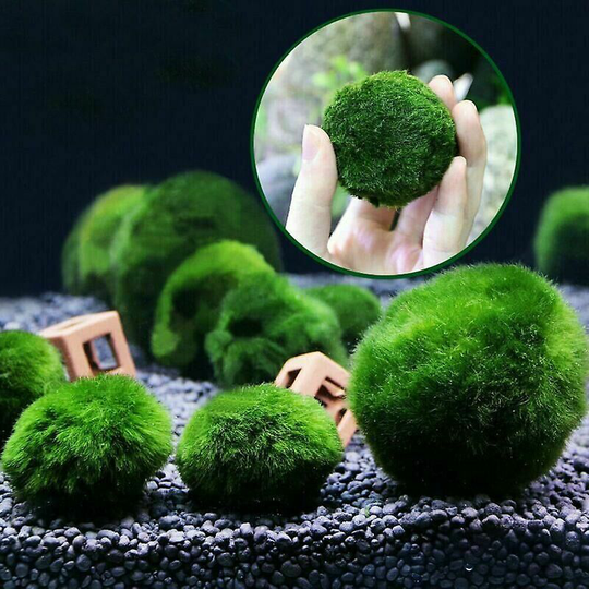 Joorrt - 2-4cm Live Aquarium Plant Fish Aquarium Decor