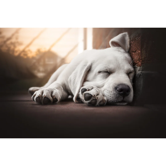Young Cute Labrador Retriever Dog Puppy Lies in the Sun Sleeping - Wrapped Canvas Photograph