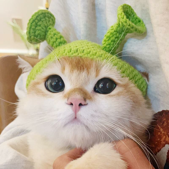 Animal Hat, Cute Cartoon Handmade Dog Cat Hat Animal Party Costume Cap Pet Decoration Accessory (m)