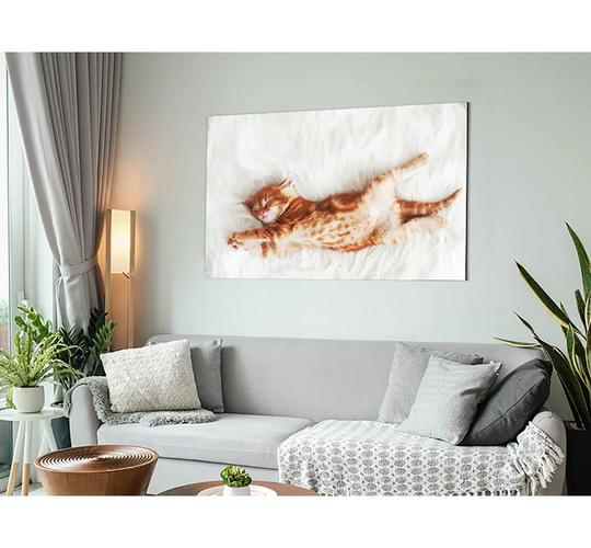 Kitten Cat Belly - Unframed Graphic Art on Metal