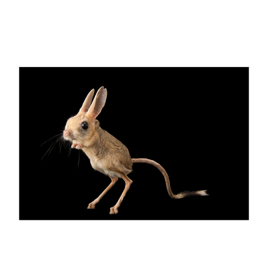 Four-Toed Jerboa - Photographic Print on Paper