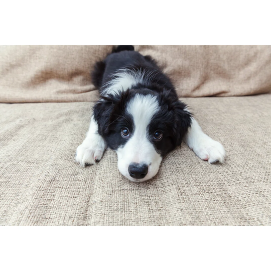 Funny Portrait of Cute Smilling Puppy Dog Border Collie at Home - Wrapped Canvas Photograph