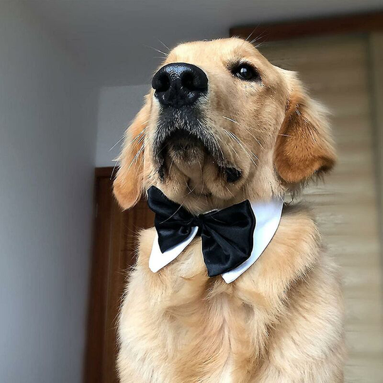 Spruce Dog Wedding Dog Collar Pet Collar Bow Tie Adjustable Bow Tie Suitable for Large Dogs 22-25 Inches