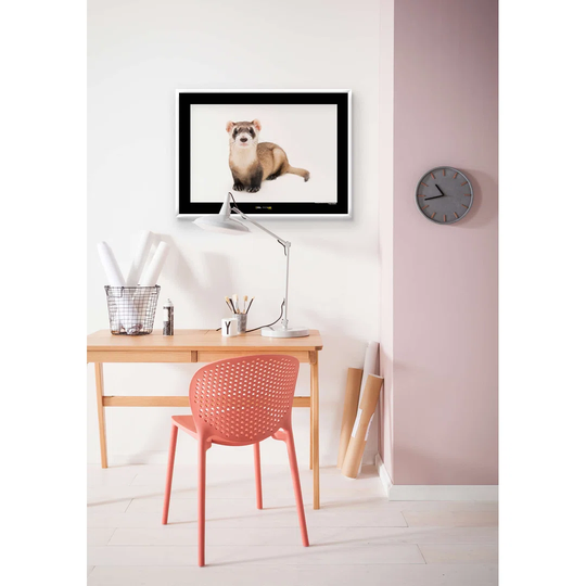 'Black-Footed Ferret' - Unframed Photographic Print on Paper