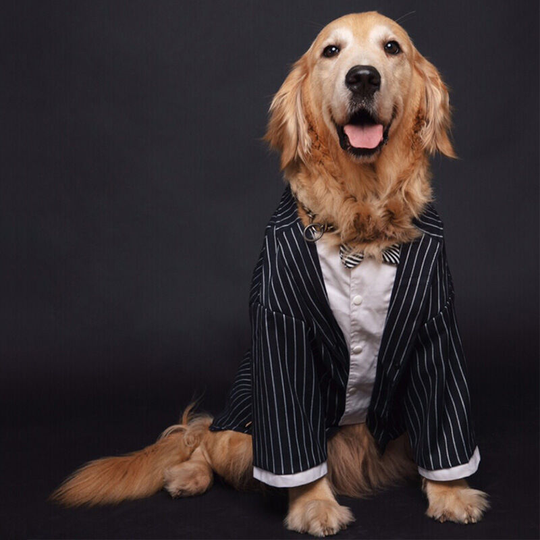 Golden hair clothes medium and large dogs Labrador dog small suit pet wedding big dog suit dress autumn and winter , 7XL: (suit chest 83-88cm back