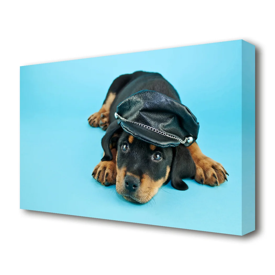 'Rottweiler Puppy Dog Hat Wild Life' Photographic Print on Canvas