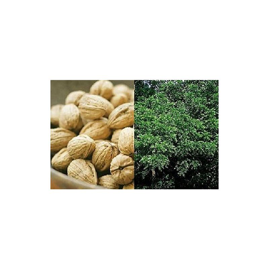 1X 6-7FT extra large english walnut nut fruit tree juglans regia