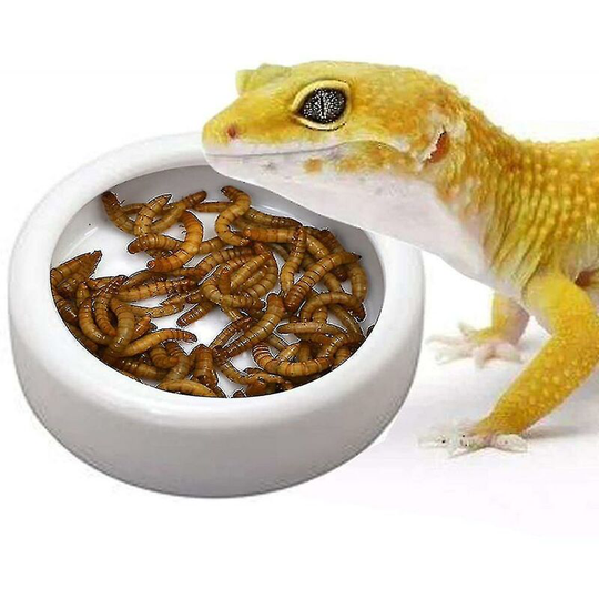 Ceramic Mini Reptile Worm Dish Lizard Escape Proof Feeding Bowl Circular(l) Thsinde