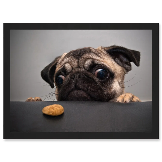 Animal Photo Pug Dog Treat Food Eyes Cute Artwork Framed Wall Art Print A4