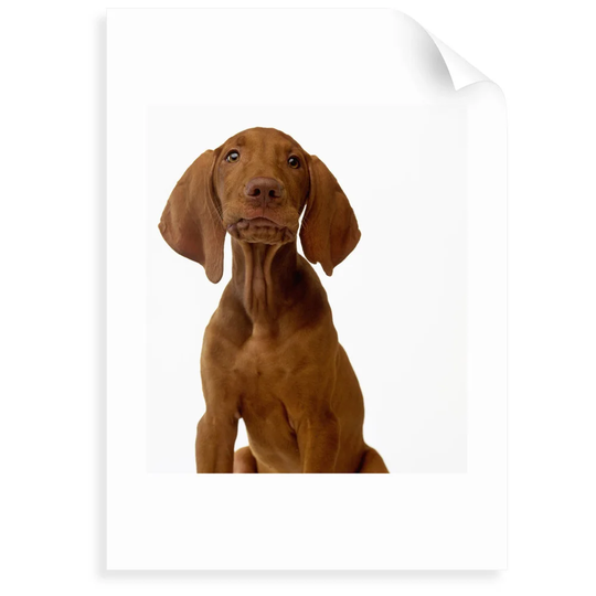Hungarian Vizsla Puppy - Photograph Print