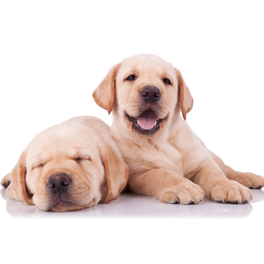 Two Adorable Little Labrador Retriever Puppies - Wrapped Canvas Photograph