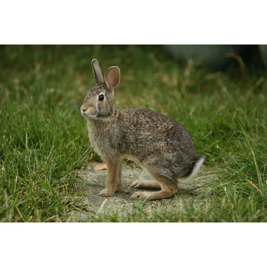 Bunny Rabbit
