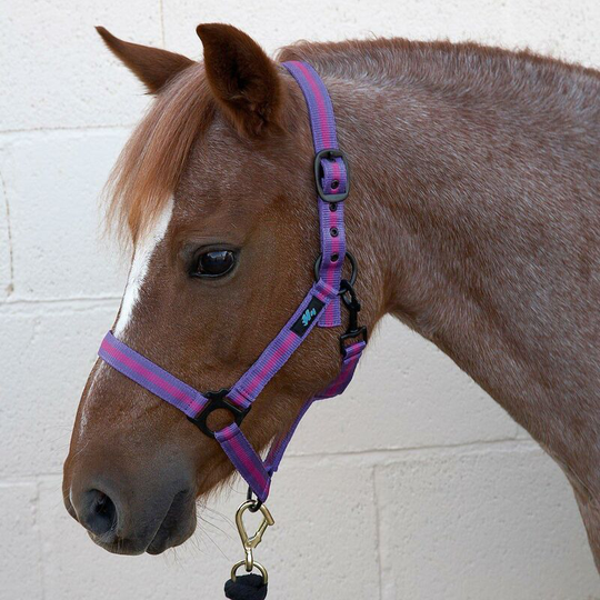 Duo Head Collar (Cob) (Purple/Fuchsia) - Purple/Fuchsia - HY