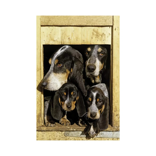 Basset Bleu De Gascogne, Adults With Puppies, At Kennel Entrance, France