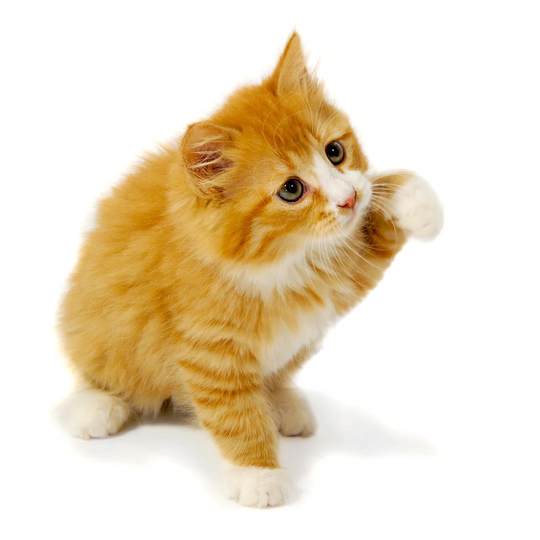 Small Kitten - Wrapped Canvas Photograph