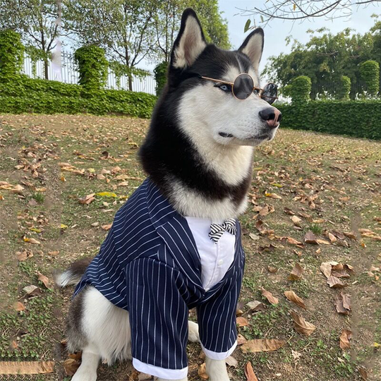 Wedding border collie clothes wedding large dog Samoyed dog suit Golden Labrador dress festive suit Striped suit top , 7XL: chest 83-88cm