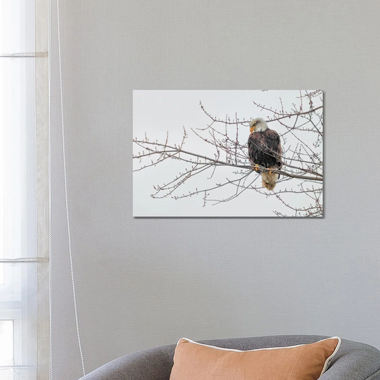 Eagle Perch II by David Gardiner - Photograph on Canvas