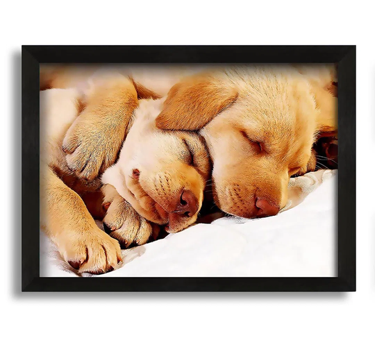 Sleeping Puppies - Picture Frame Photograph on Canvas